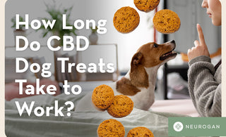 Dog Cookies and a dog asking for treat. Text: How Long Do CBD Dog Treats Take To Work? 