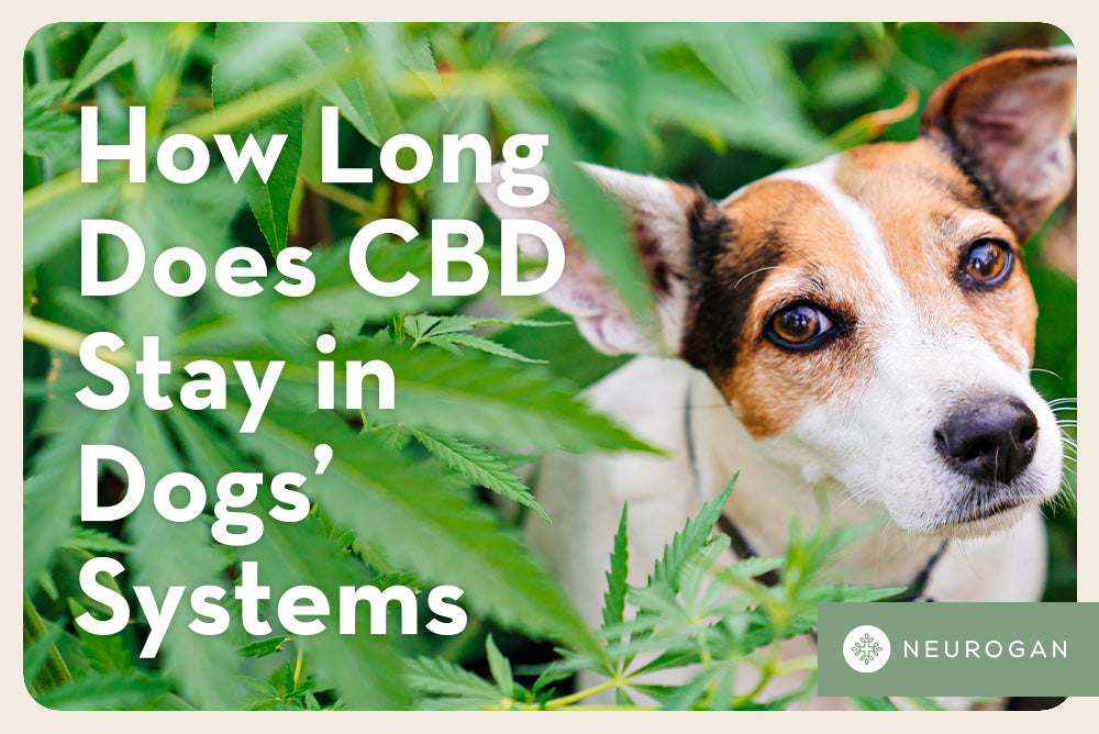 A dog hiding in a cannabis bush. Text: how long does CBD stay in dogs' systems 