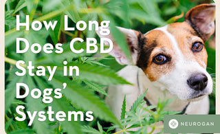 A dog hiding in a cannabis bush. Text: how long does CBD stay in dogs' systems 