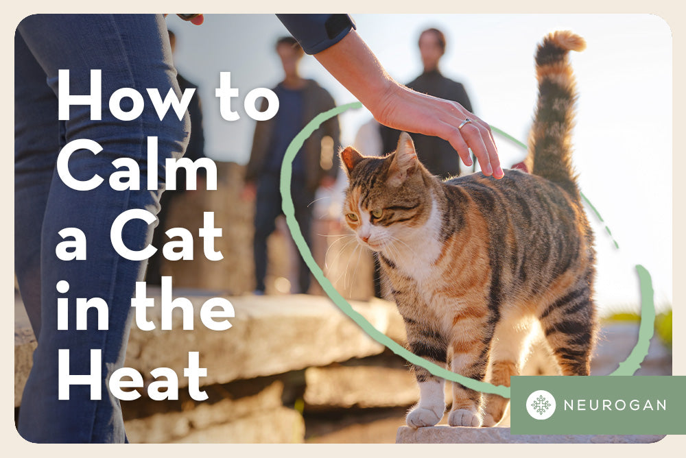 A happy cat being petted. Text: How to calm a cat in the heat