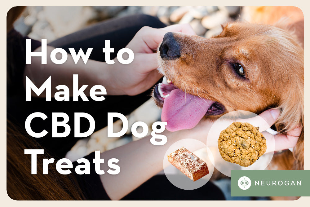Happy puppy getting pats from owner. Text: How to make CBD dog treats