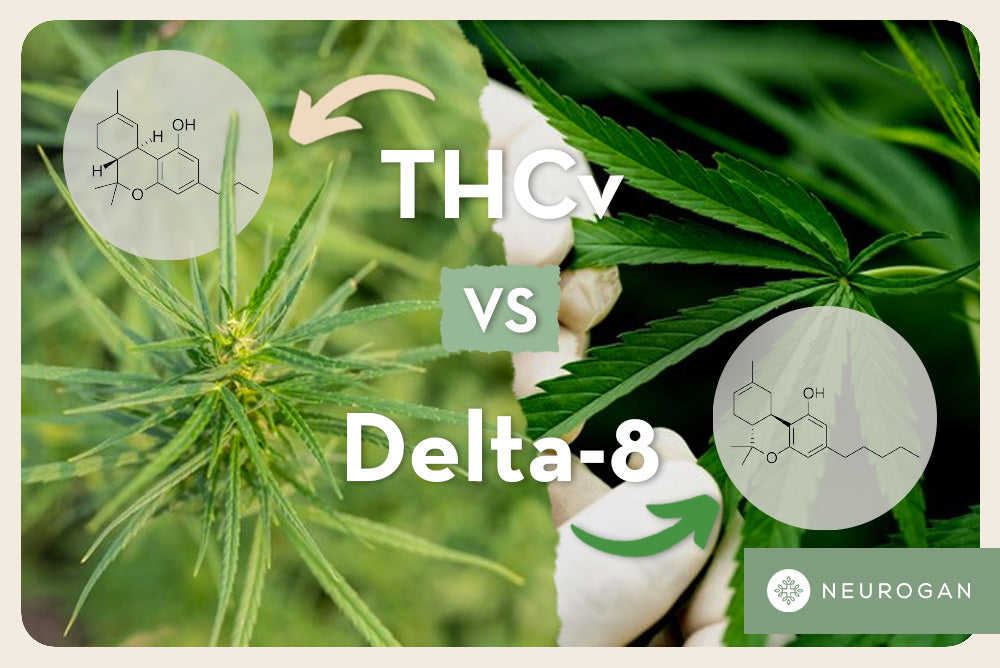 THCv vs Delta-8: What Should I Choose?