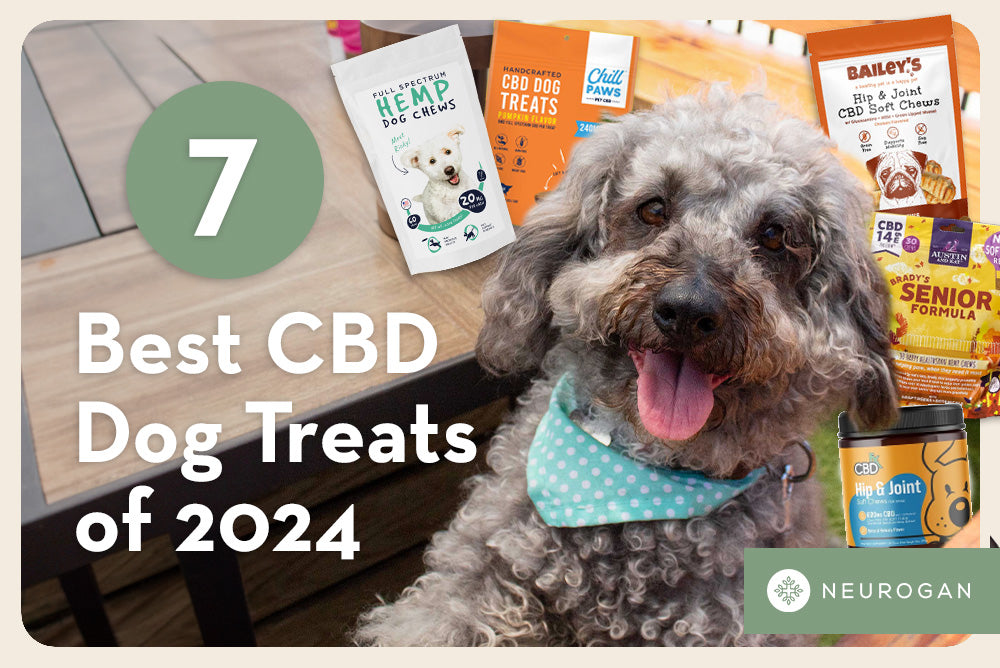 a happy grey puppy with treats. Text: Best CBD dog treats of 2024
