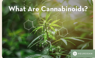 The cannabis plant and chemical drawings. Text: What are cannabinoids