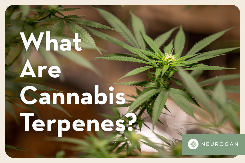 What Are Cannabis Terpenes & Their Potential Benefits?
