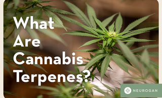 What Are Cannabis Terpenes & Their Potential Benefits?