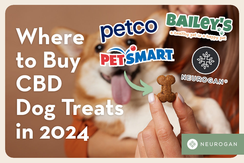 A happy looking dog ready for a treat. Text: Where to buy CBD dog treats in 2024