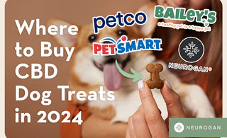 A happy looking dog ready for a treat. Text: Where to buy CBD dog treats in 2024
