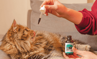 How to Give CBD Oil to Cats - Benefits & CBD Dosage