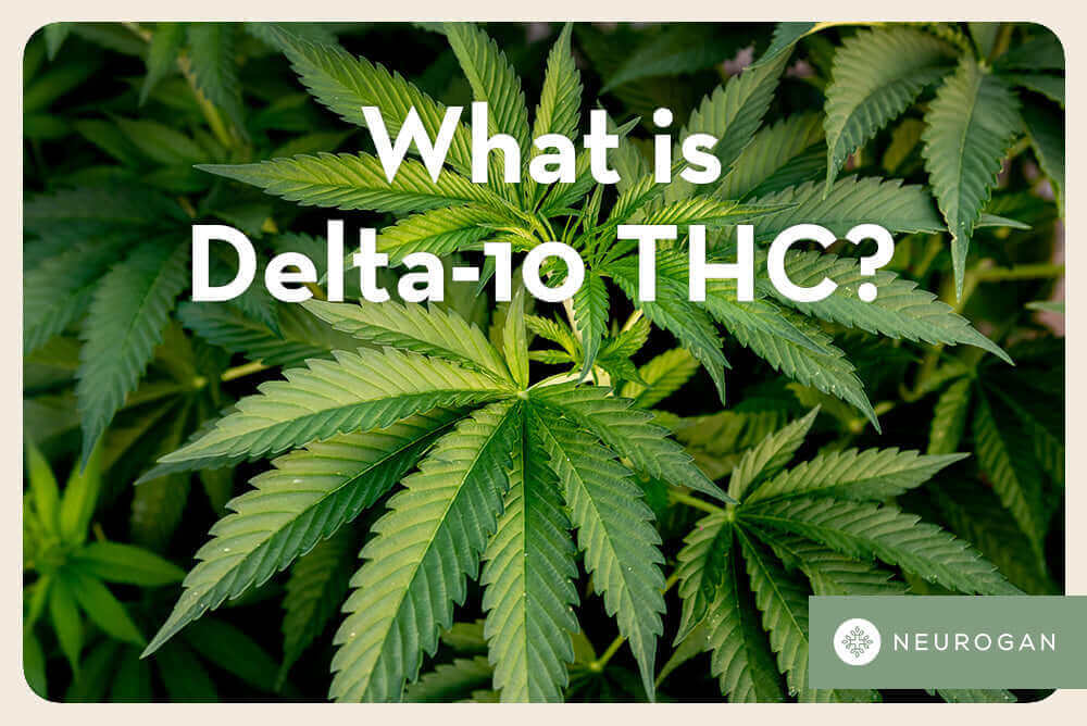 What is Delta-10 THC? What's The Difference Between D9 and D8?