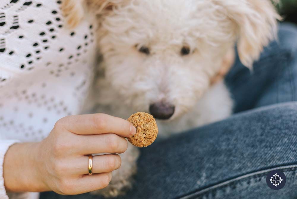 A Treat Your Dog Will Love