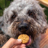 A dog staring at a handheld CBN dog treat