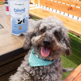 A happy dog wearing a blue polka-dotted handkerchief beside a pack of calming dog treats on a table.