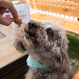 A dog staring at a handheld CBG dog treat