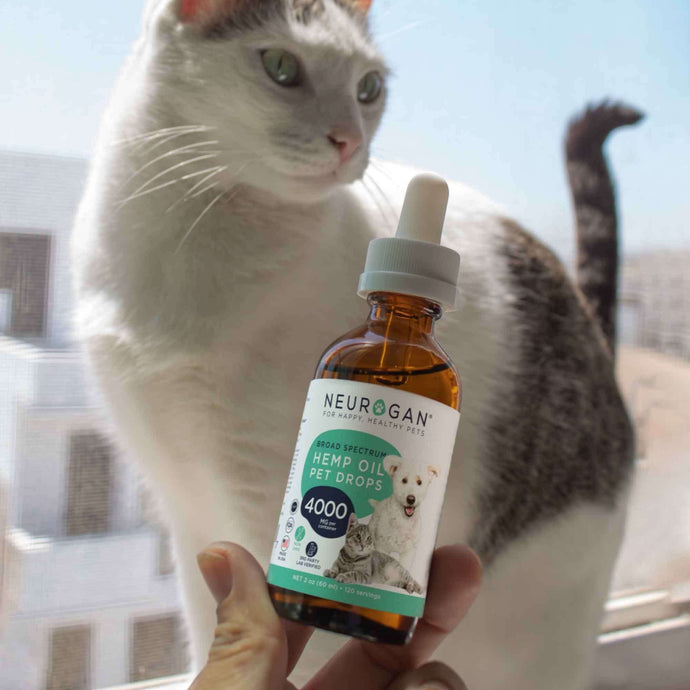 Handheld bottle of CBD pet oil with a white cat at the background
