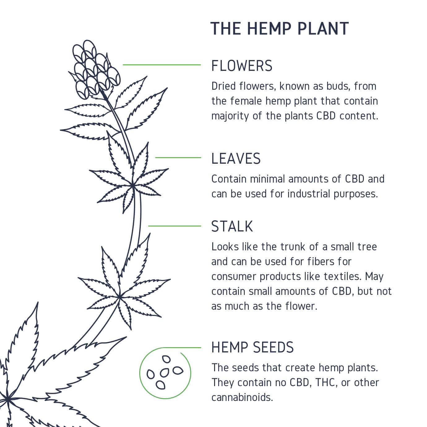 Parts of The Hemp Plant