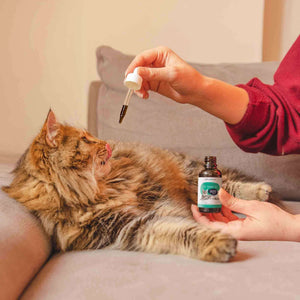 person giving CBD cat oil to her cat laying on a couch