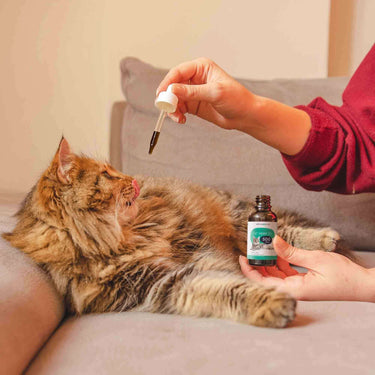 person giving CBD cat oil to her cat laying on a couch