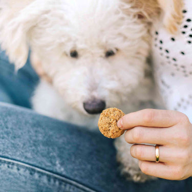 Woman holding a CBD dog treat while her white dog is on her lap, looking at the treat