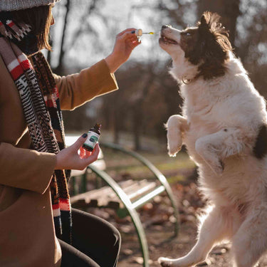 Woman feeding her white and brown standing dog a serving of CBD Dog oil