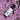 Bottle of Neurogan Full Spectrum CBD Massage Oil laying in a field of purple flowers