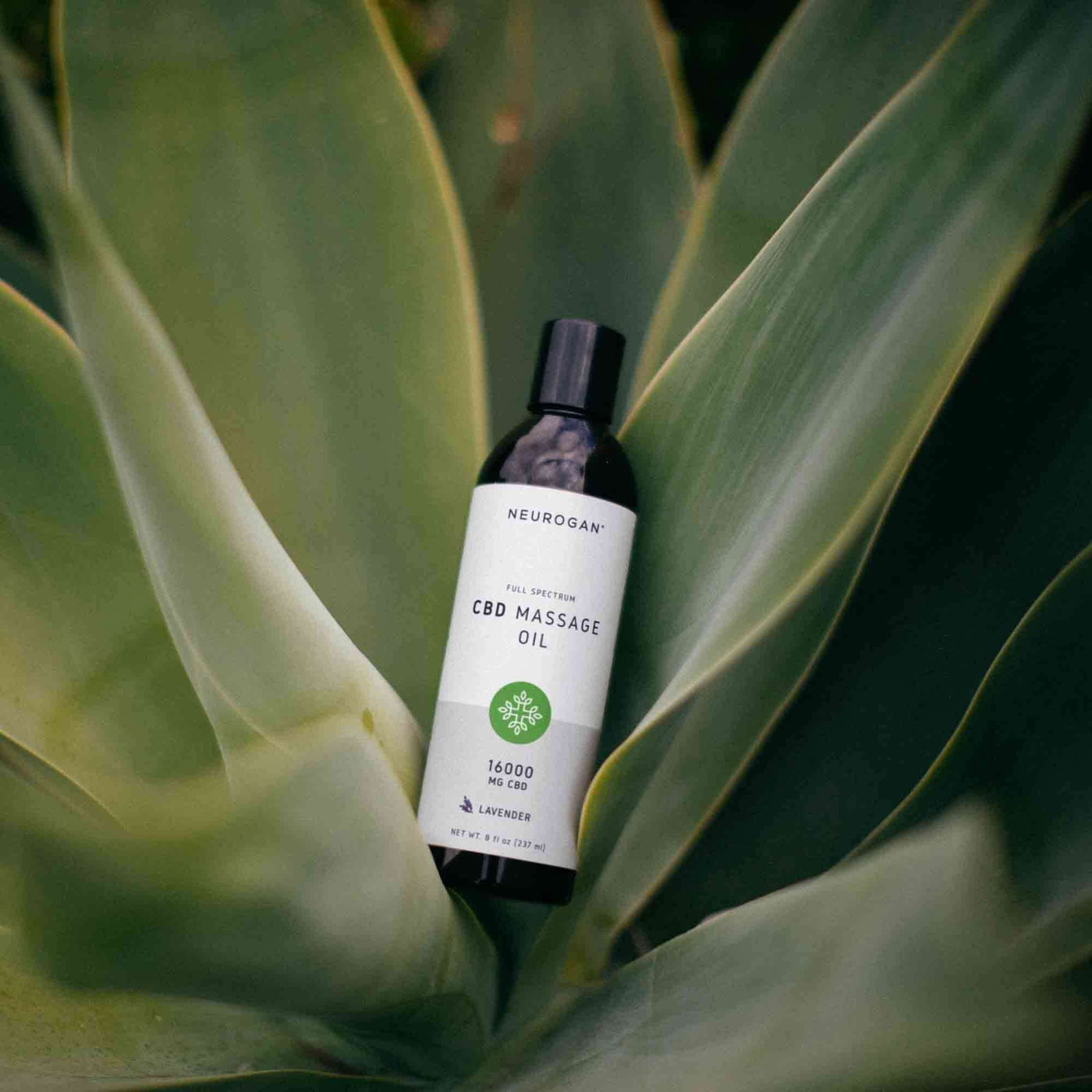 Hemp made Massage Oil