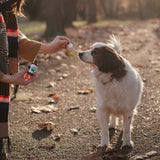 hand administering a pipette filled with CBD Pet Oil 1000MG to a white and brown dog